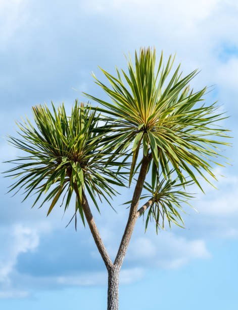 Cordyline Australis,  'Torbay or Cornish Cabbage Palm' Cordyline Australis,  'Torbay or Cornish Cabbage Palm'  against a blue sky cordyline fruticosa stock pictures, royalty-free photos & images