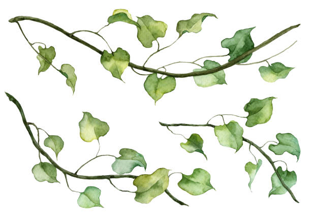 illustrations, cliparts, dessins animés et icônes de feuilles de lierre réalistes détaillées isolées sur fond blanc. aquarelle botanique peinte à la main. ensemble de tiges vertes - ivy leaf