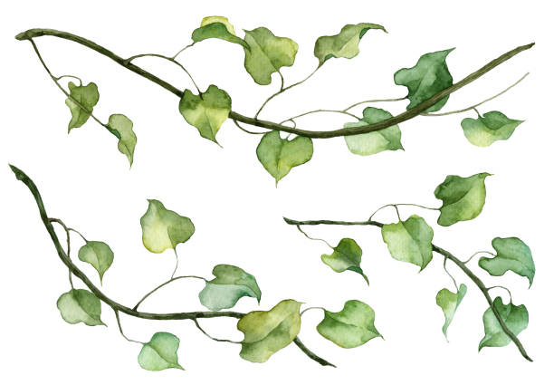 Detailed Realistic Ivy Leaves Isolated On White Background Watercolor Hand  Painted Botany Green Stem Set Stock Illustration - Download Image Now -  iStock