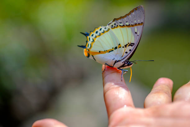 istock The butterfly flew to the index finger. 1346017471