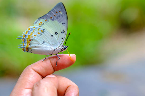 istock The butterfly flew to the index finger. 1346017476