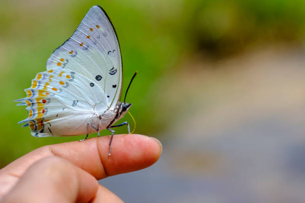 istock The butterfly flew to the index finger. 1346017477
