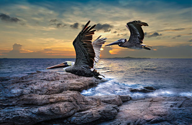 istock Two pelicans flying over a granite rock coastline. 1346018296
