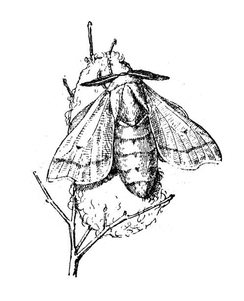 ilustrações, clipart, desenhos animados e ícones de ilustração antiga: bombyx mori, mariposa de seda - traça