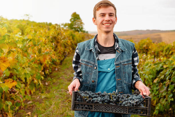 Positive young man in checkered shirt and sleeveless denim shirt looking at camera with smile and carrying plastic box with grapes during work on vineyard Positive young man in checkered shirt and sleeveless denim shirt looking at camera with smile and carrying plastic box with grapes during work on vineyard. High quality photo moldova stock pictures, royalty-free photos & images