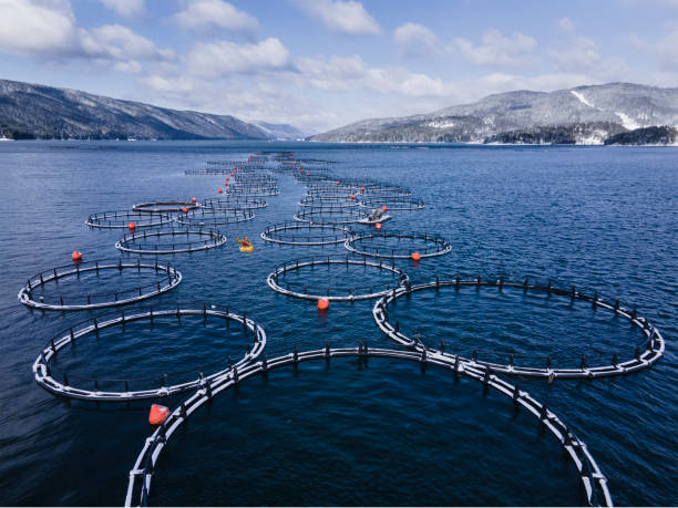 Fishing. Aerial view over kayaker in a large fish farm with lots of fish enclosures. Drone point of view over a large fish farm, organic aquaculture and freshwater fishing. sustainable business stock pictures, royalty-free photos & images