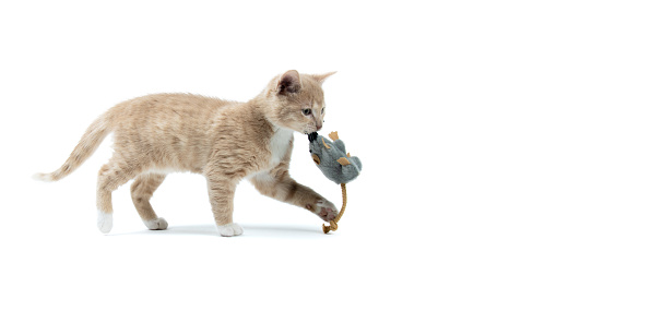 Kitten with mouse-shaped toy in the mouth - white background