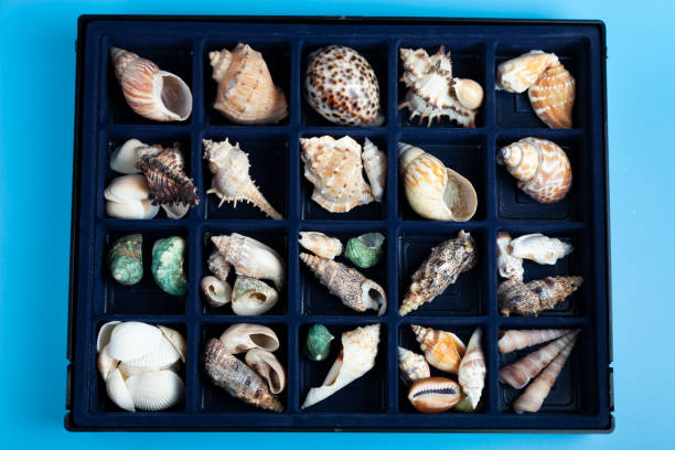 istock Collection of seashells in a box 1346021245