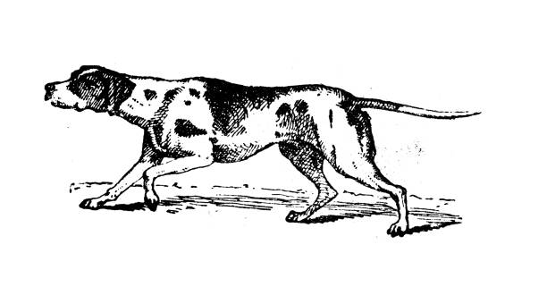 Antique illustration: Braque Antique illustration: Braque hound stock illustrations
