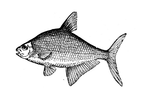 Antique illustration: bream