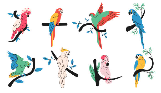 Tropical parrots simple elements collection. Exotic birds flat isolated set. Jungle fauna in trendy flat design. eclectus parrot stock illustrations