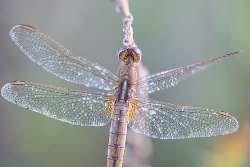 A female Tritemis Annulata on a dried flower. dragonlfy close up