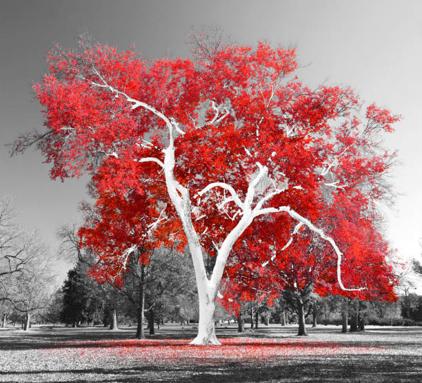 istock Big white tree with red leaves in a black and white landscape scene 1346023988