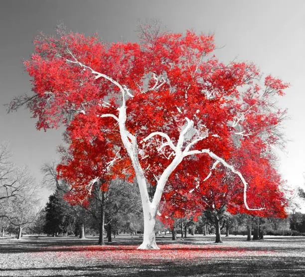 Big white tree with red leaves in a black and white landscape scene in the park