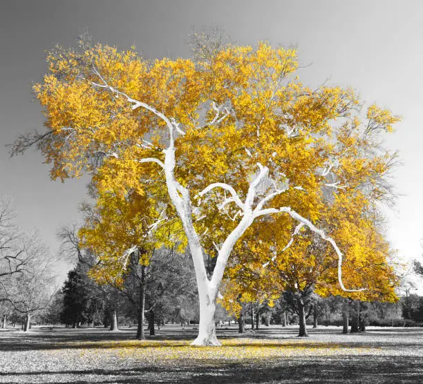 Big colorful tree with golden yellow leaves in a black and white landscape scene in the park