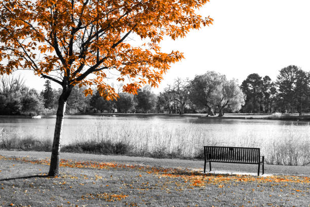 istock Colorful fall tree with orange leaves above an empty bench in a black and white landscape scene 1346024002