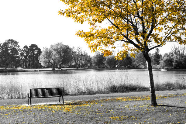 istock Yellow tree above an empty bench in a black and white fall landscape 1346024093