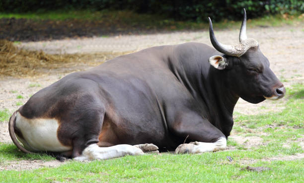 banteng (bos javanicus), juga dikenal sebagai tembadau, adalah spesies ternak liar yang ditemukan di asia tenggara. - sapi bali sapi potret stok, foto, & gambar bebas royalti