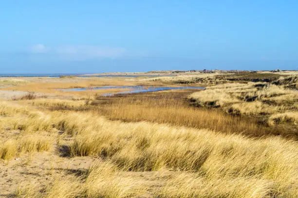 Photo of Salt marshes on the North Sea in Germany