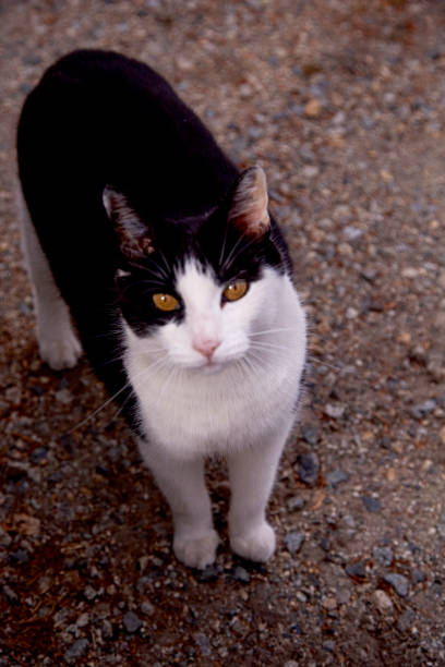 gato blanco y negro - lost pet fotografías e imágenes de stock