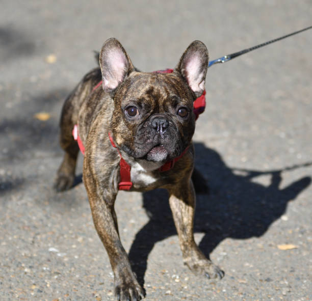 istock Dog breed French Bulldog 1346026248