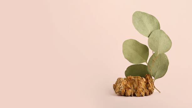 istock Horizontal large banner with green natural branch and decorative stone.Empty space for advertising objects.Pastel backgrond,earth tones. 1346026268