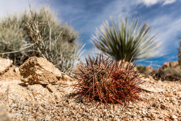 istock Colorful cactus in the desert 1346026476