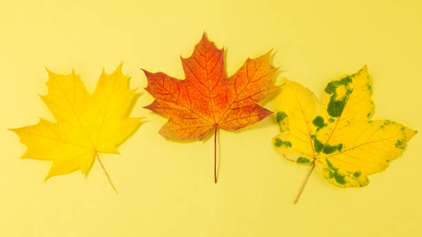 istock autumn leaves on a yellow background. Maple autumn leaves 1346026577