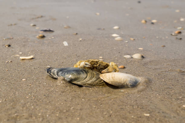 istock Crab with mussels at the North Sea 1346026725