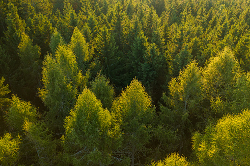 Aerial view of tree tops of young dense forest at sunlight