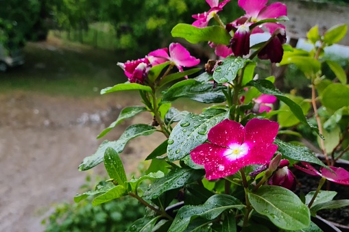 Red flowers blooming in a beautiful nature garden, Madagascar periwinkle, covered with raindrops.