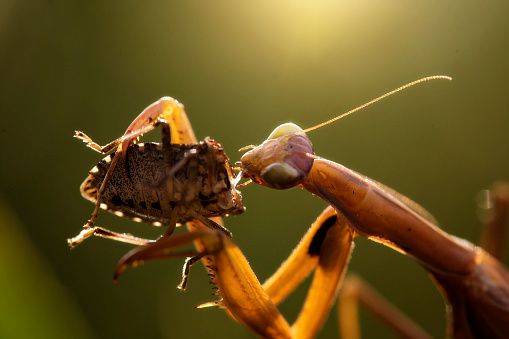 Spectacular praying mantis standing.