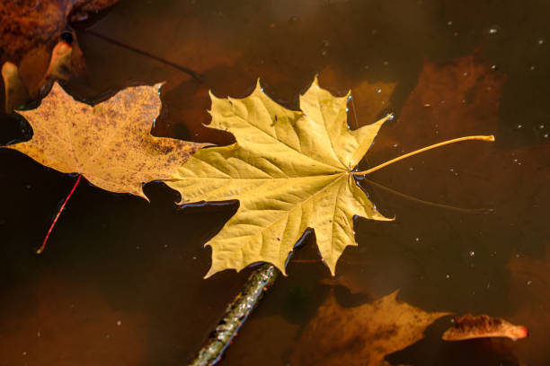 istock Autumn leaves in a puddle 1346028172