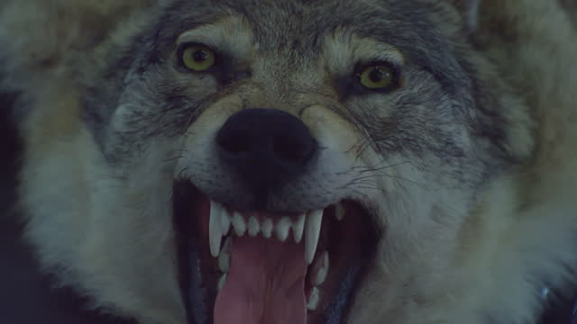 A stuffed dire wolf with a bared mouth and fangs.Close-up