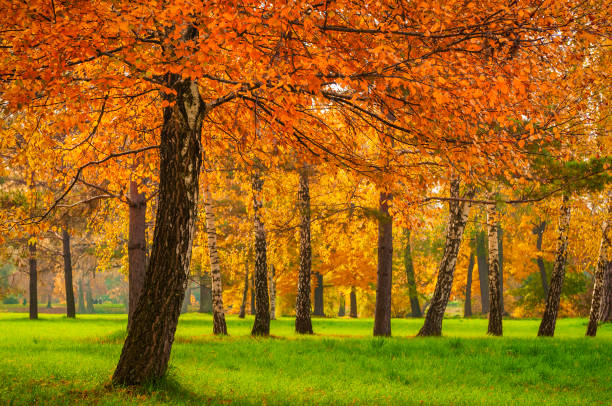 istock Sunny autumn forest. Green lawn and golden trees. 1346028461
