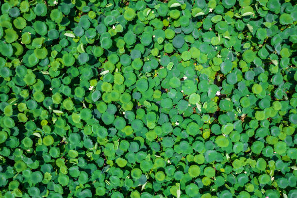 Aerial View of Lotus Leaf
