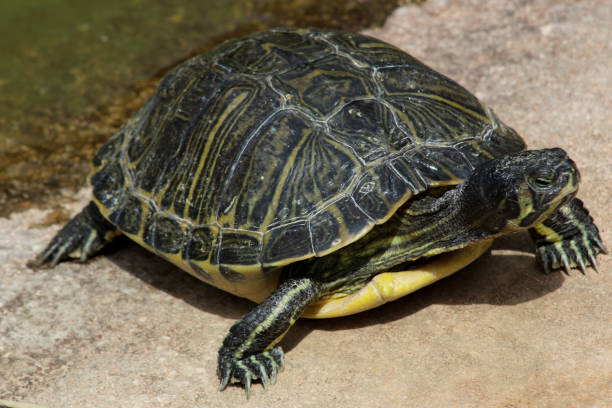 istock Water turtles in the zoo 1346029727