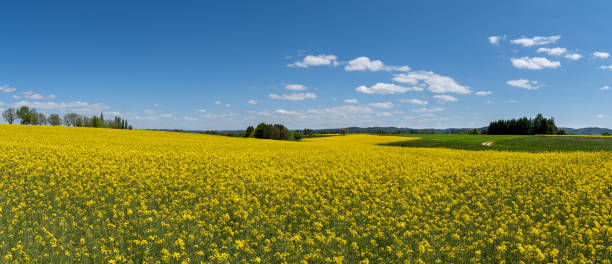 istock Rural picturesque yellow panoramic rapeseed field in spring 1346031235