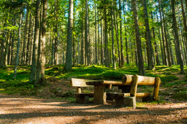 istock A bench for rest in a coniferous forest and ground covered with moss 1346031265