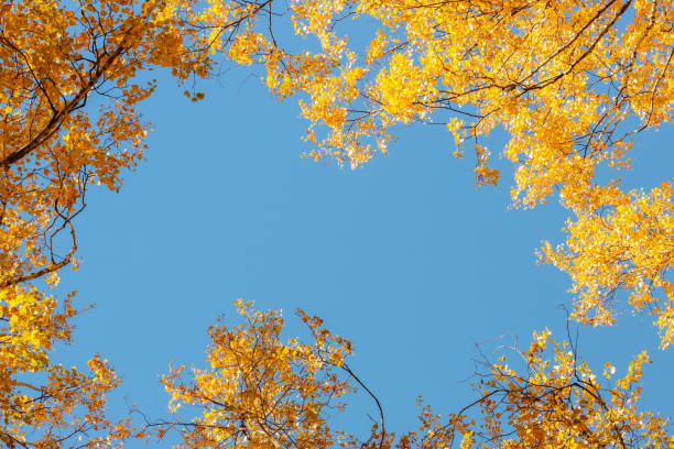 istock Autumn crowns of birches 1346031429