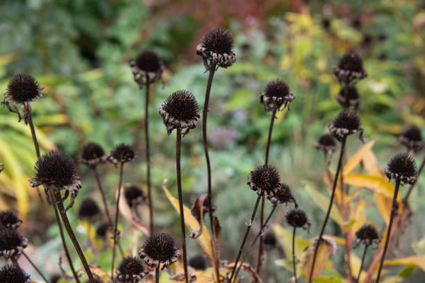 istock Autumn garden decoration - dry echinacea heads 1346032720