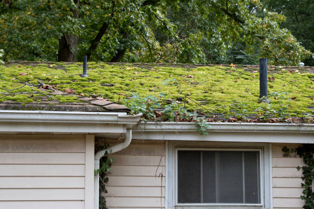 istock Abandoned house moss on roof, neglected rain gutter 1346033457