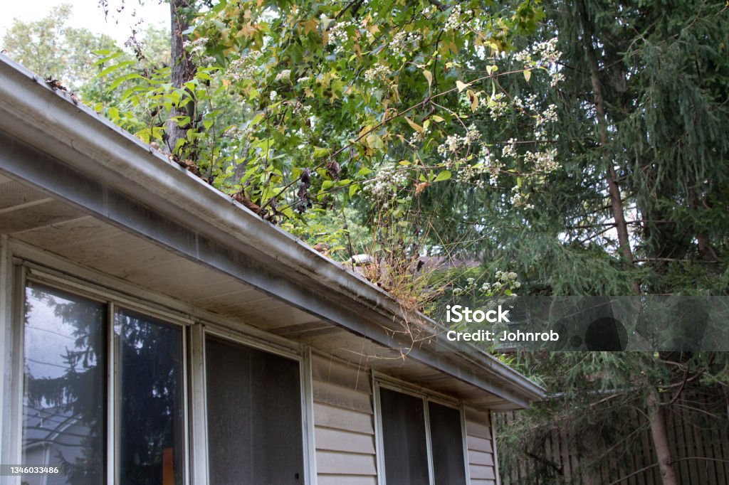 Gutter With Tree In Abandoned House Rain Gutter With Tree Growing In Gutter Stock Photo ...