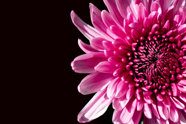 istock Fresh pink chrysanthemums close-up on a black background. Side view, place for text. 1346033664