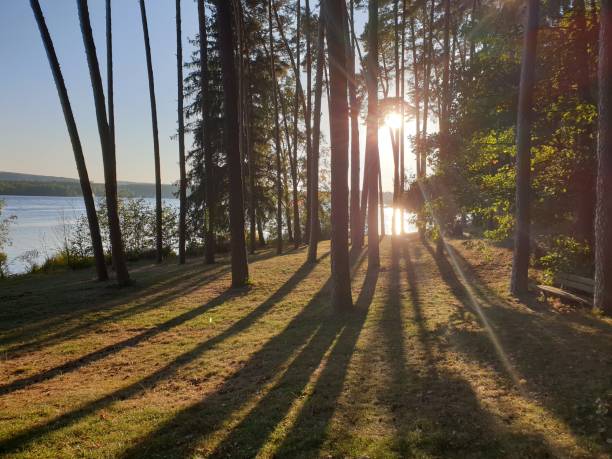 istock Wonderful evening sun shining in a forest on the lakeside 1346033669