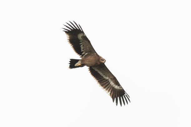 A young Steppe Eagle in flight A young Steppe Eagle (Aquila nipalensis) in flight steppe eagle aquila nipalensis stock pictures, royalty-free photos & images
