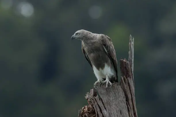 Photo of Lesser Fish Eagle