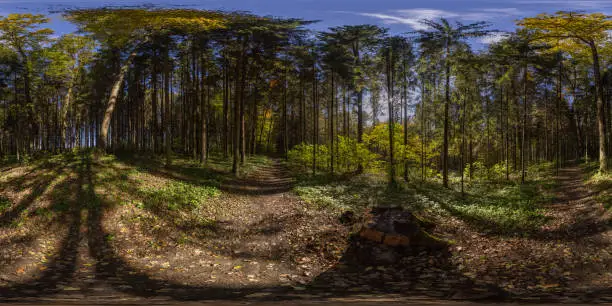 Photo of 360 by 180 degree spherical panorama in sunny autumn day in pine forest with blue sky.