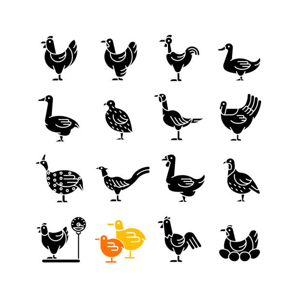 illustrazioni stock, clip art, cartoni animati e icone di tendenza di uccelli da fattoria per pollame icone di glifi neri impostate sullo spazio bianco - duck animal egg isolated bird