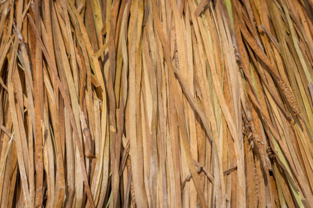Close-up background of straw (hay). Macro